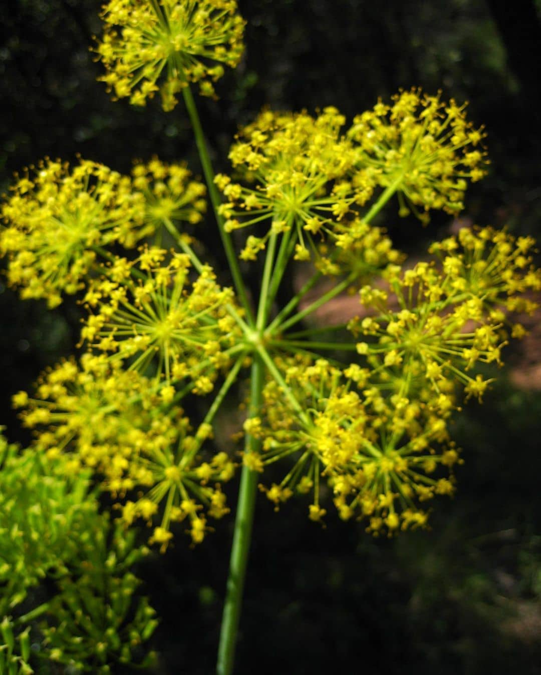 Foeniculum Vulgare Seed Extract Fennel Seeds Extract Inciguide 3965